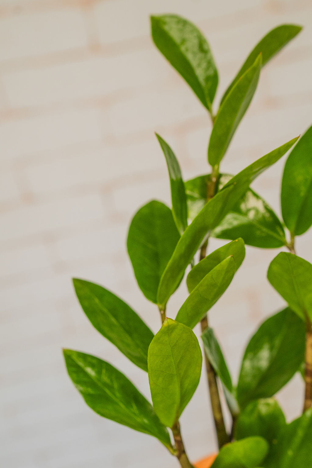 Low light indoor plant with glossy leaves