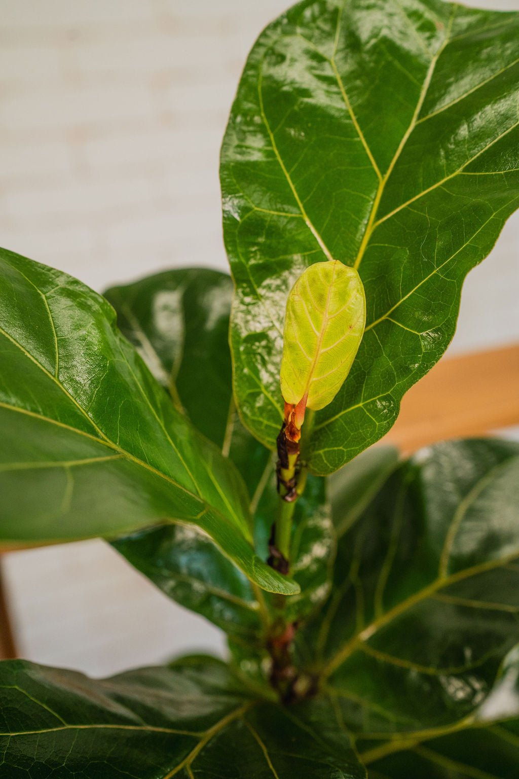 Ficus Fiddle Leaf Fig Single Stem