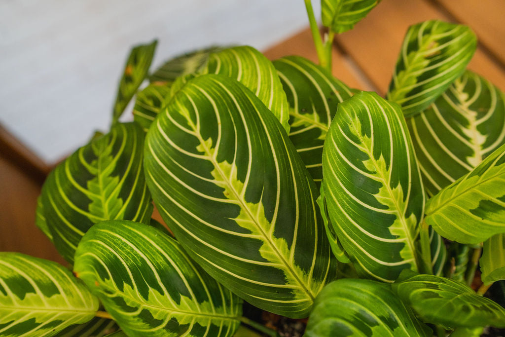 Lemon Lime Maranta (Prayer Plant)