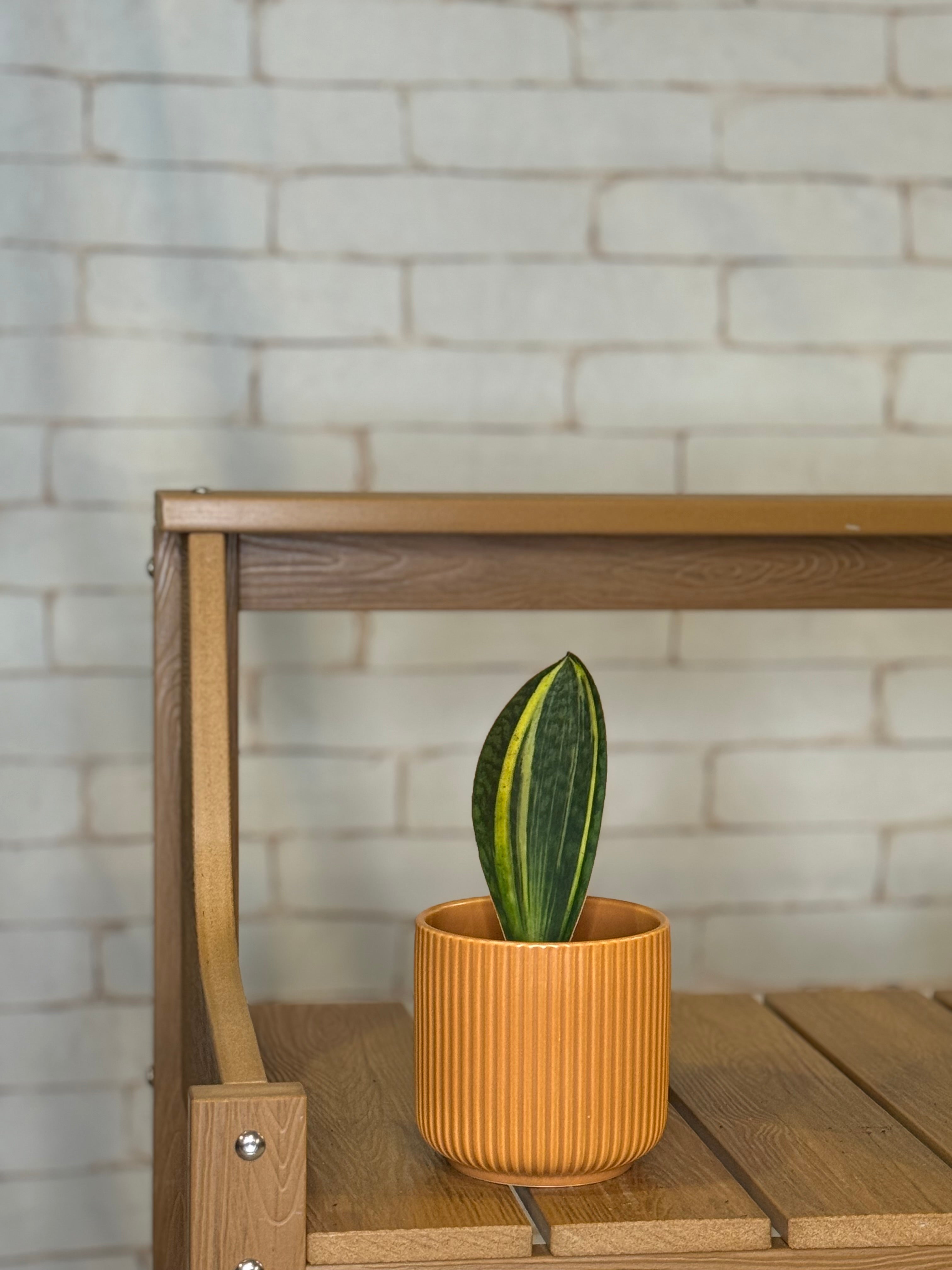Shark Fin Variegated Snake Plant