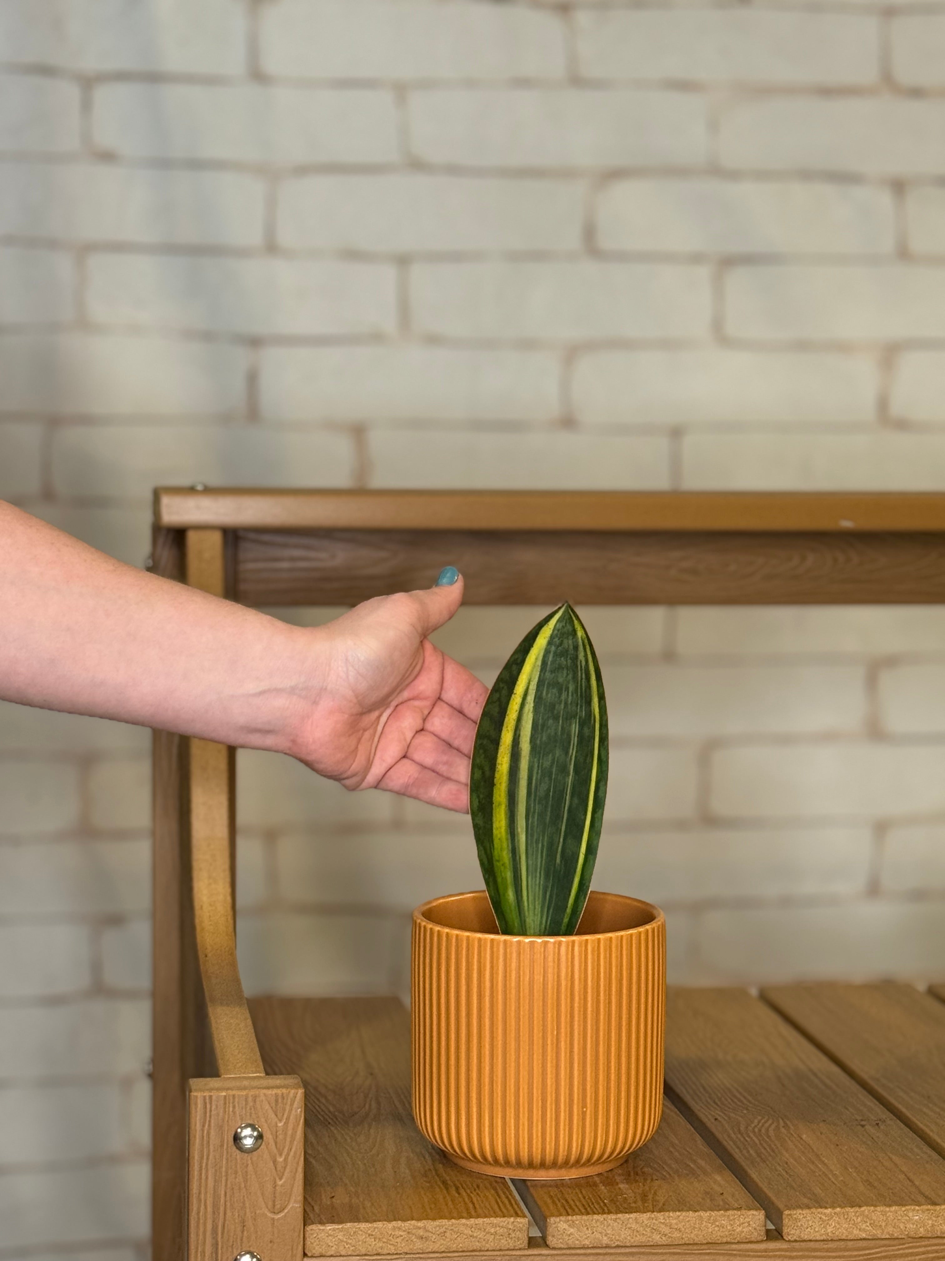 Shark Fin Variegated Snake Plant