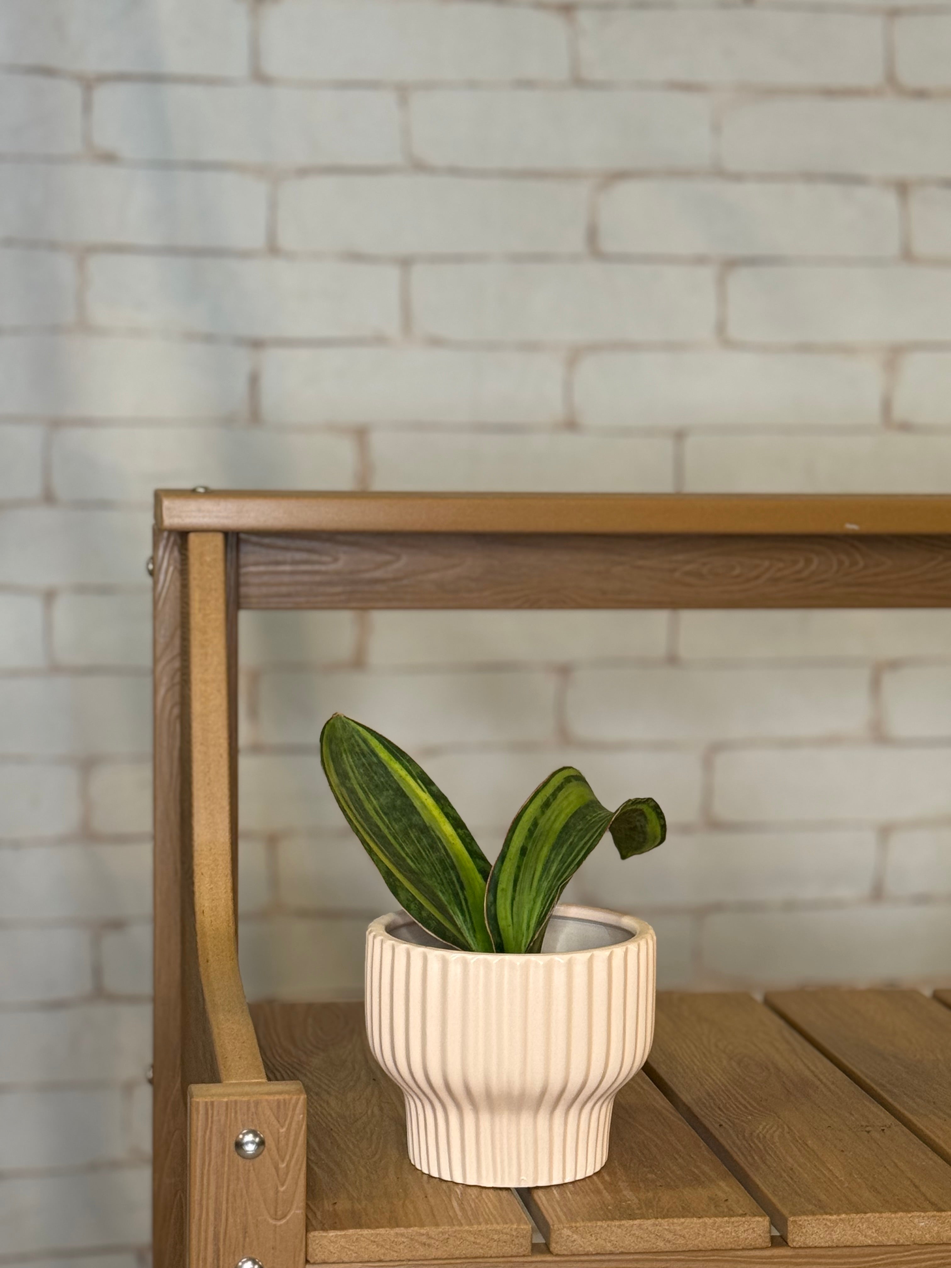 Shark Fin Variegated Snake Plant