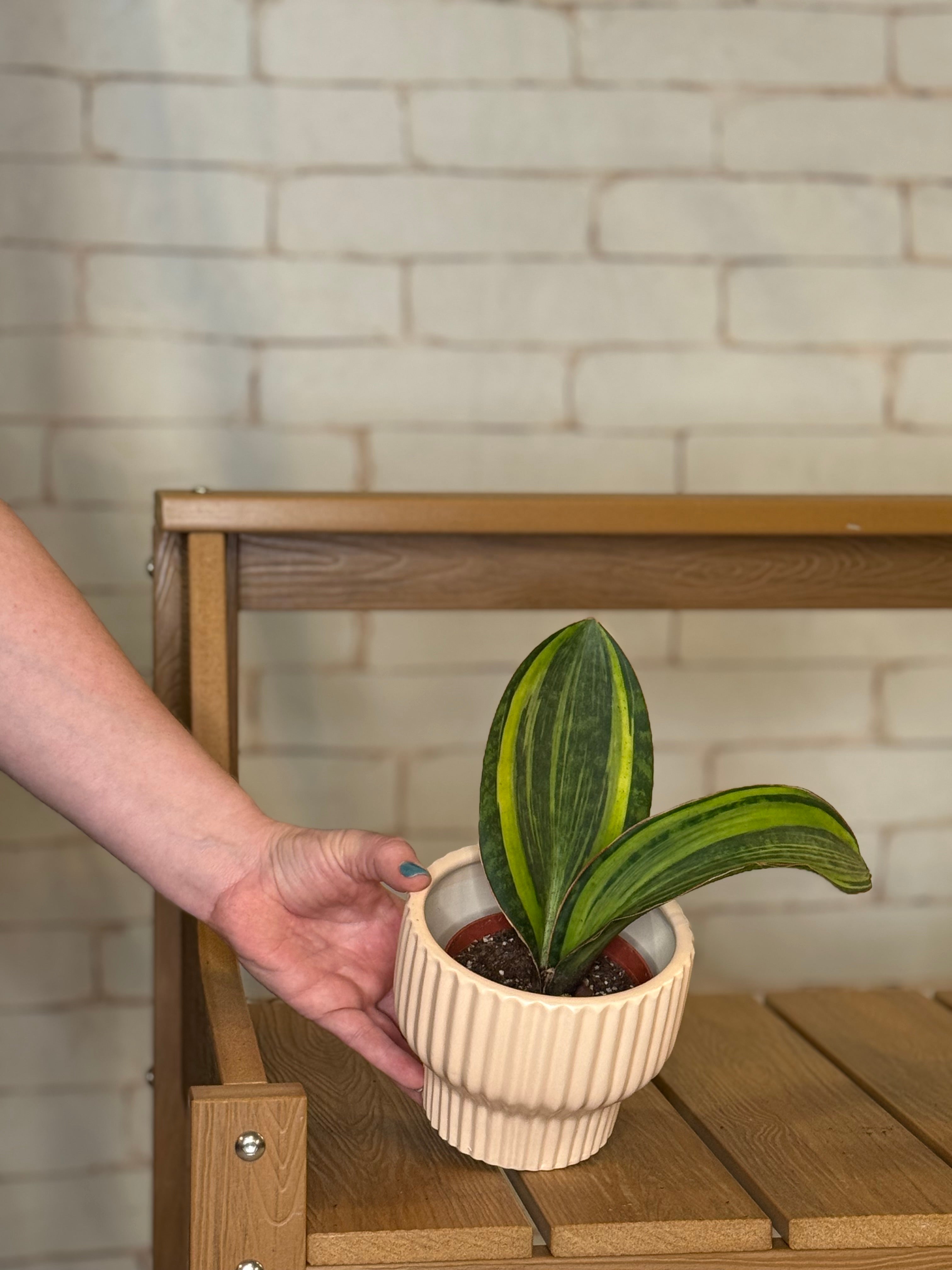 Shark Fin Variegated Snake Plant