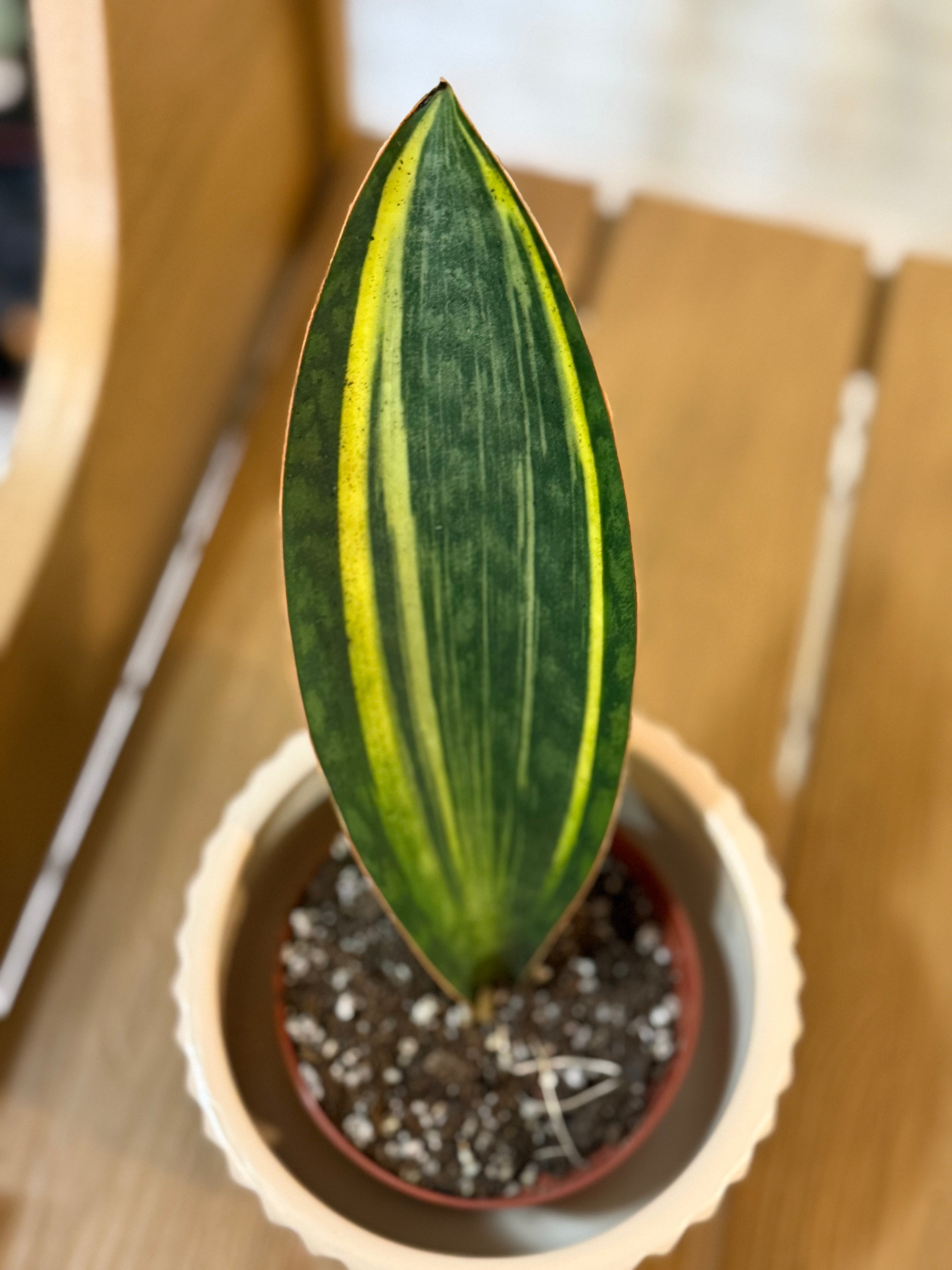 Shark Fin Variegated Snake Plant