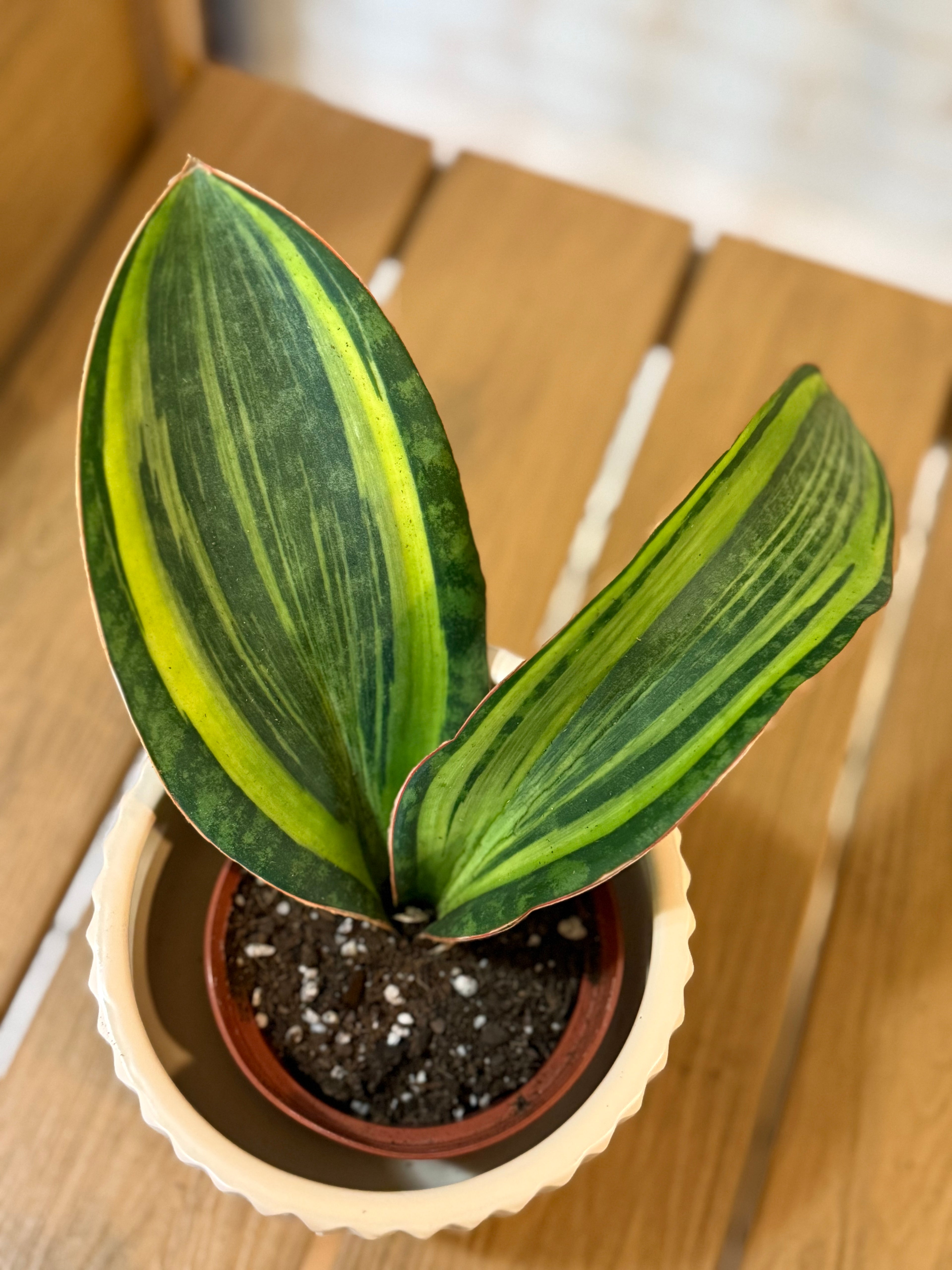 Shark Fin Variegated Snake Plant