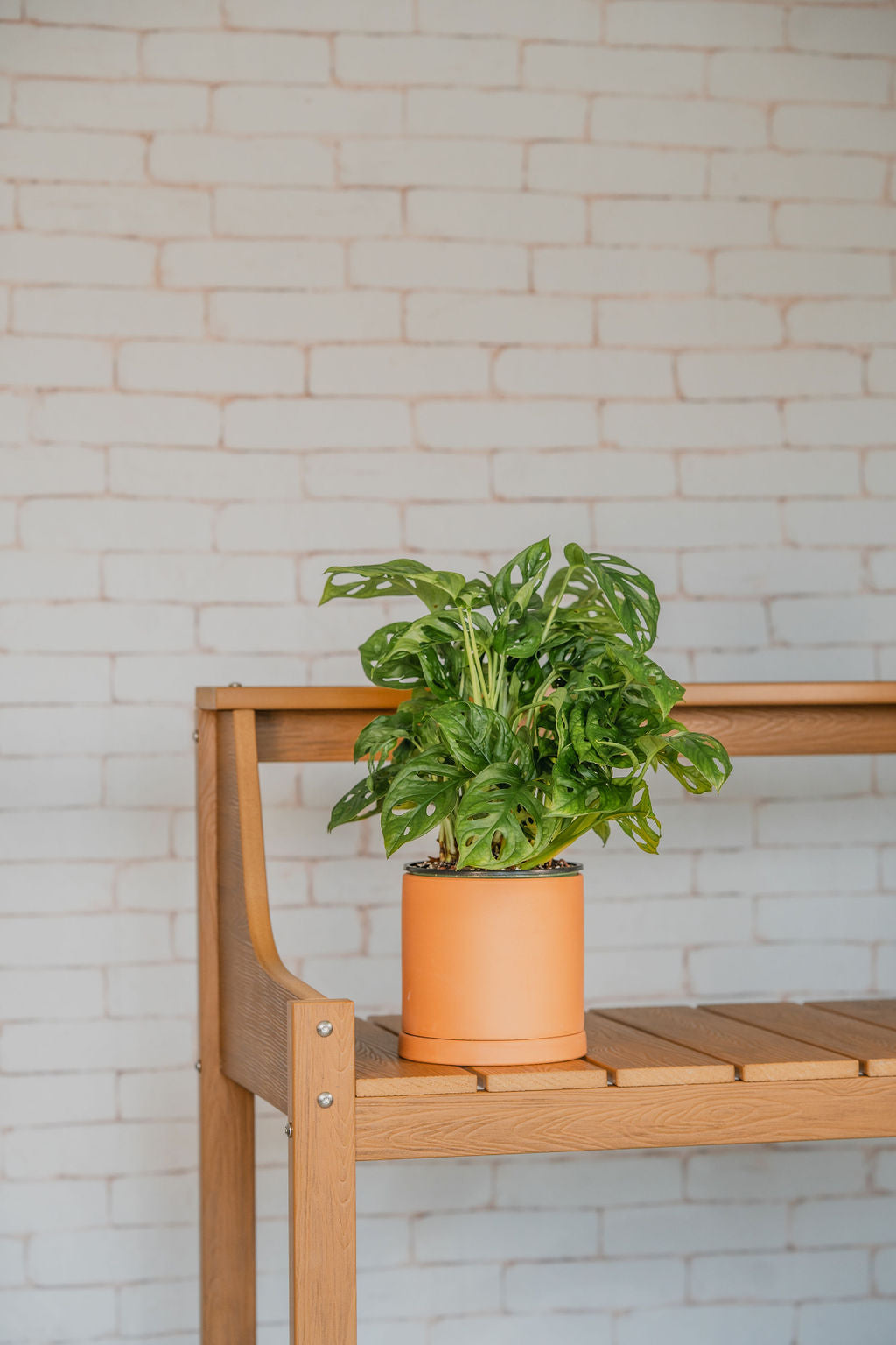 Swiss Cheese Monstera