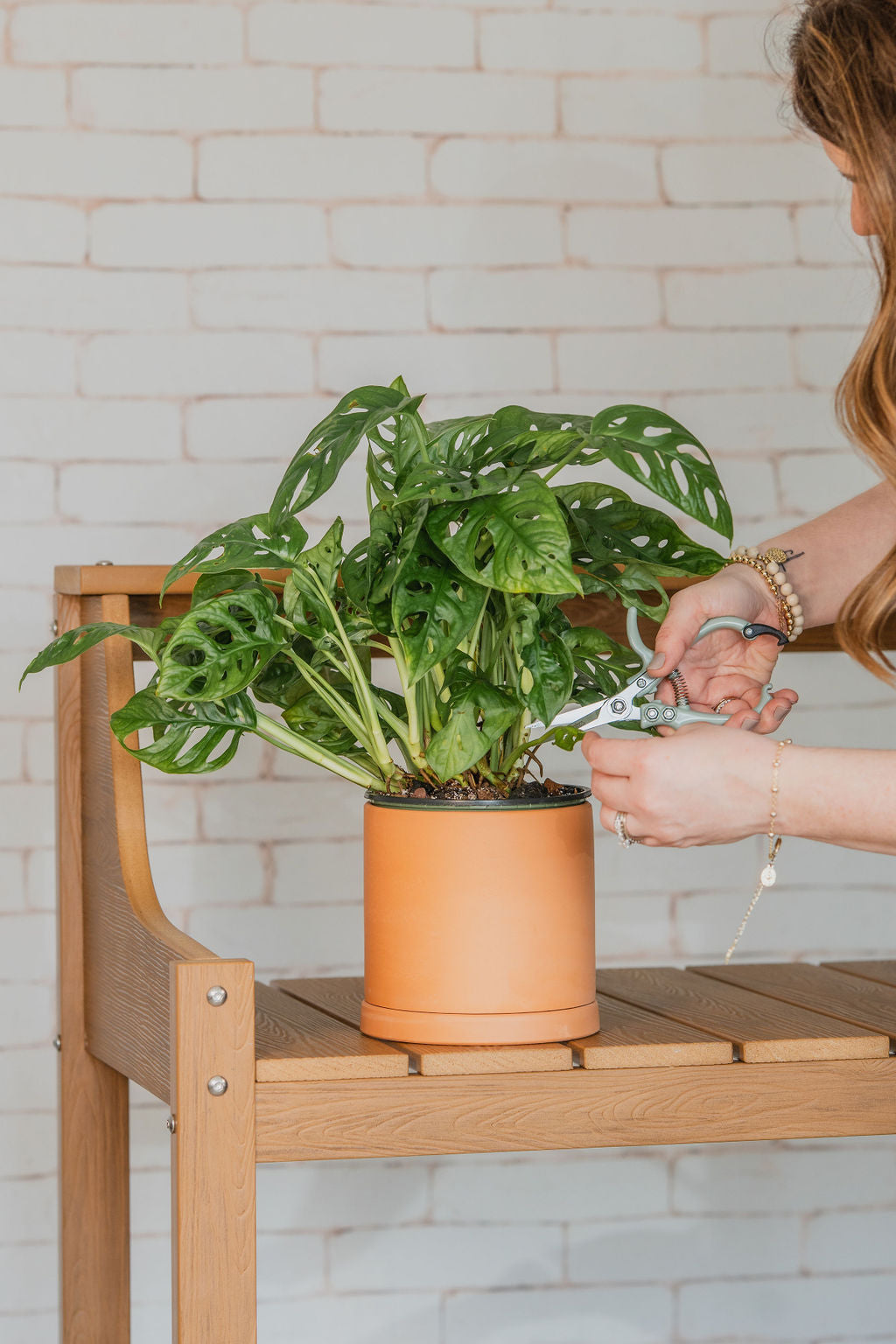 Swiss Cheese Monstera