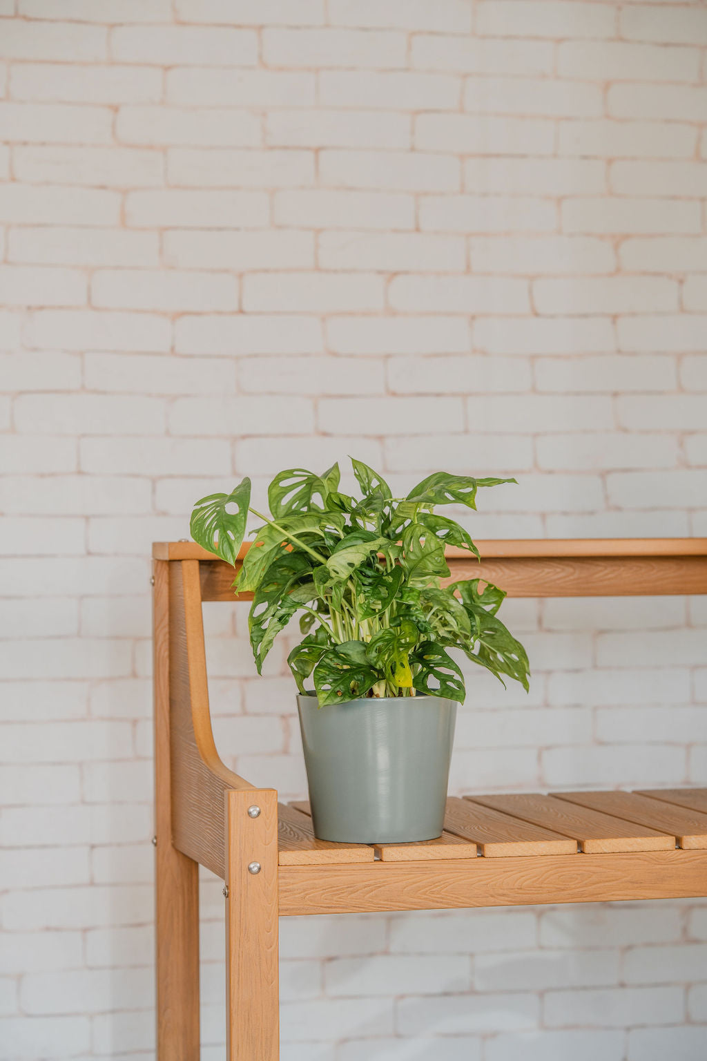 Swiss Cheese Monstera