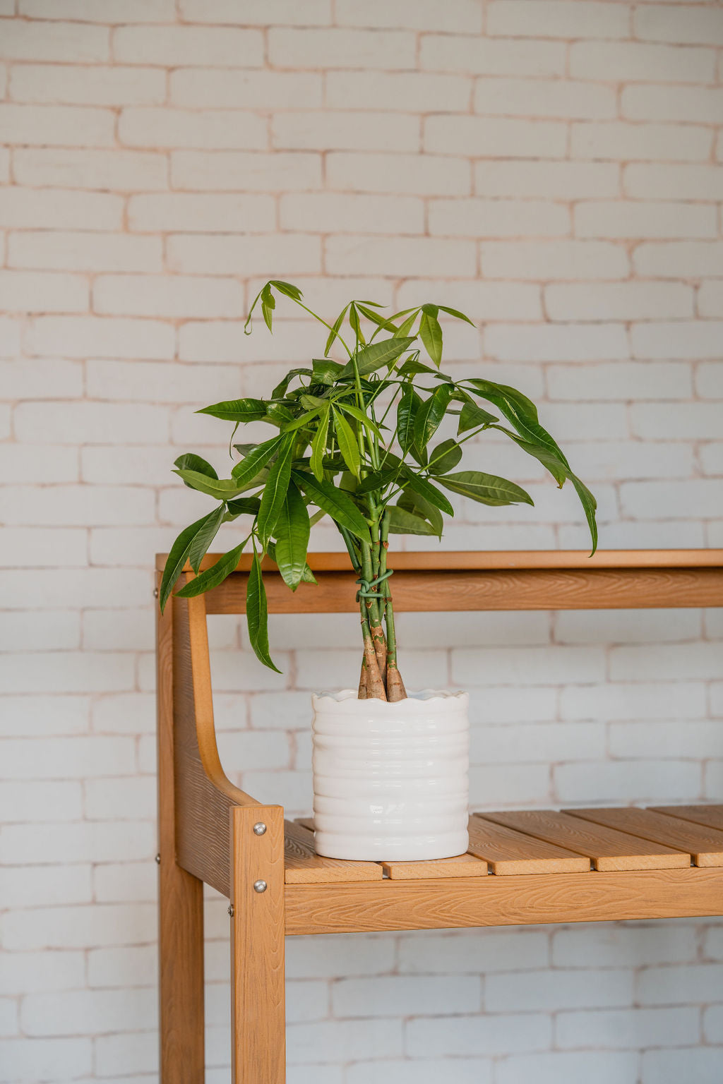 Guiana Chestnut (Money Tree)