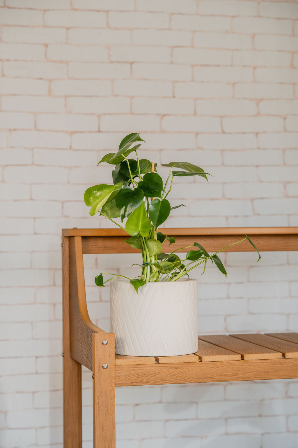 Split Leaf Monstera