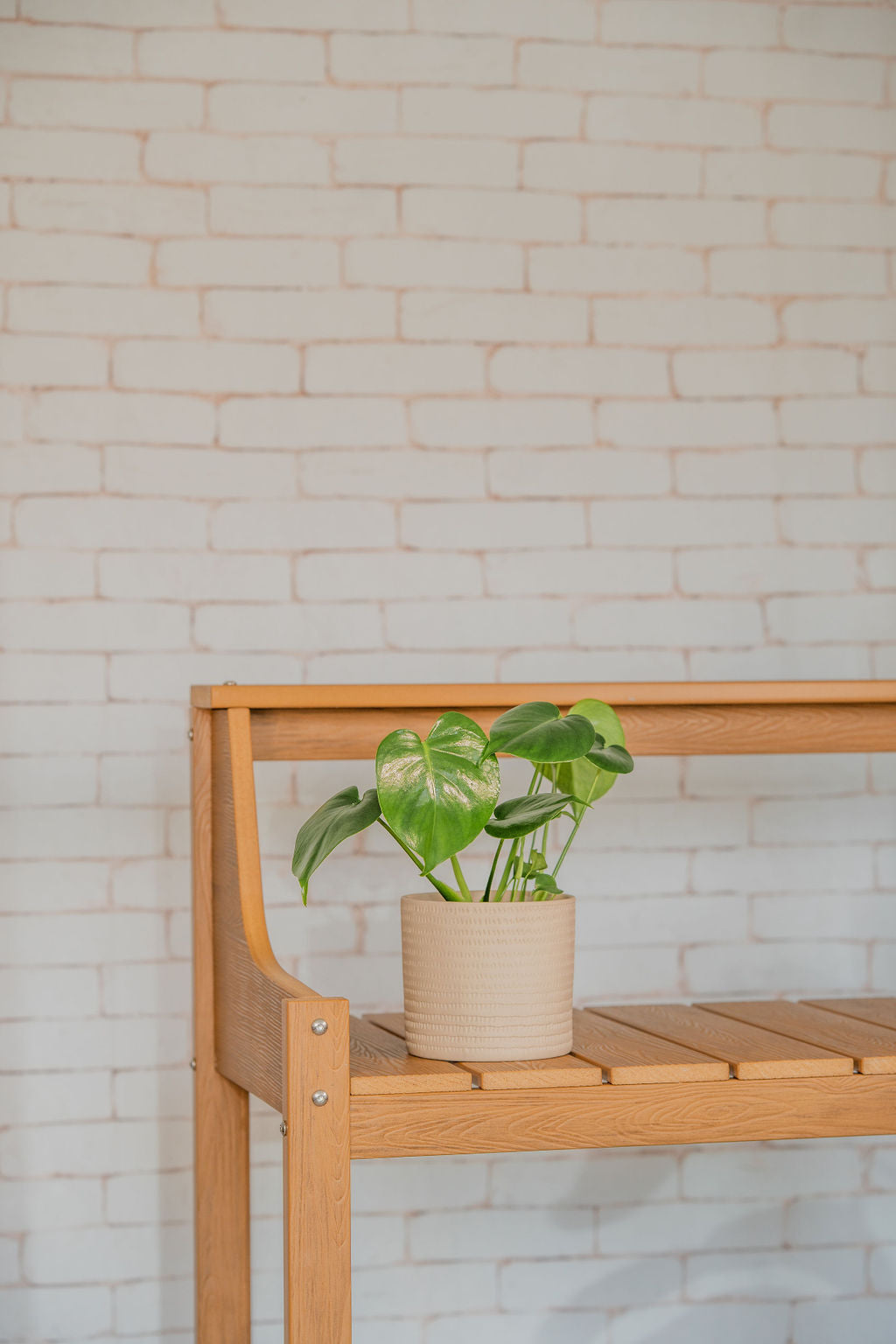 Split Leaf Monstera