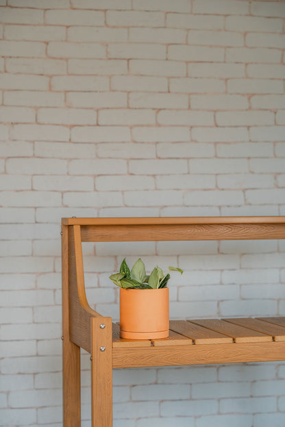 Satin Pothos