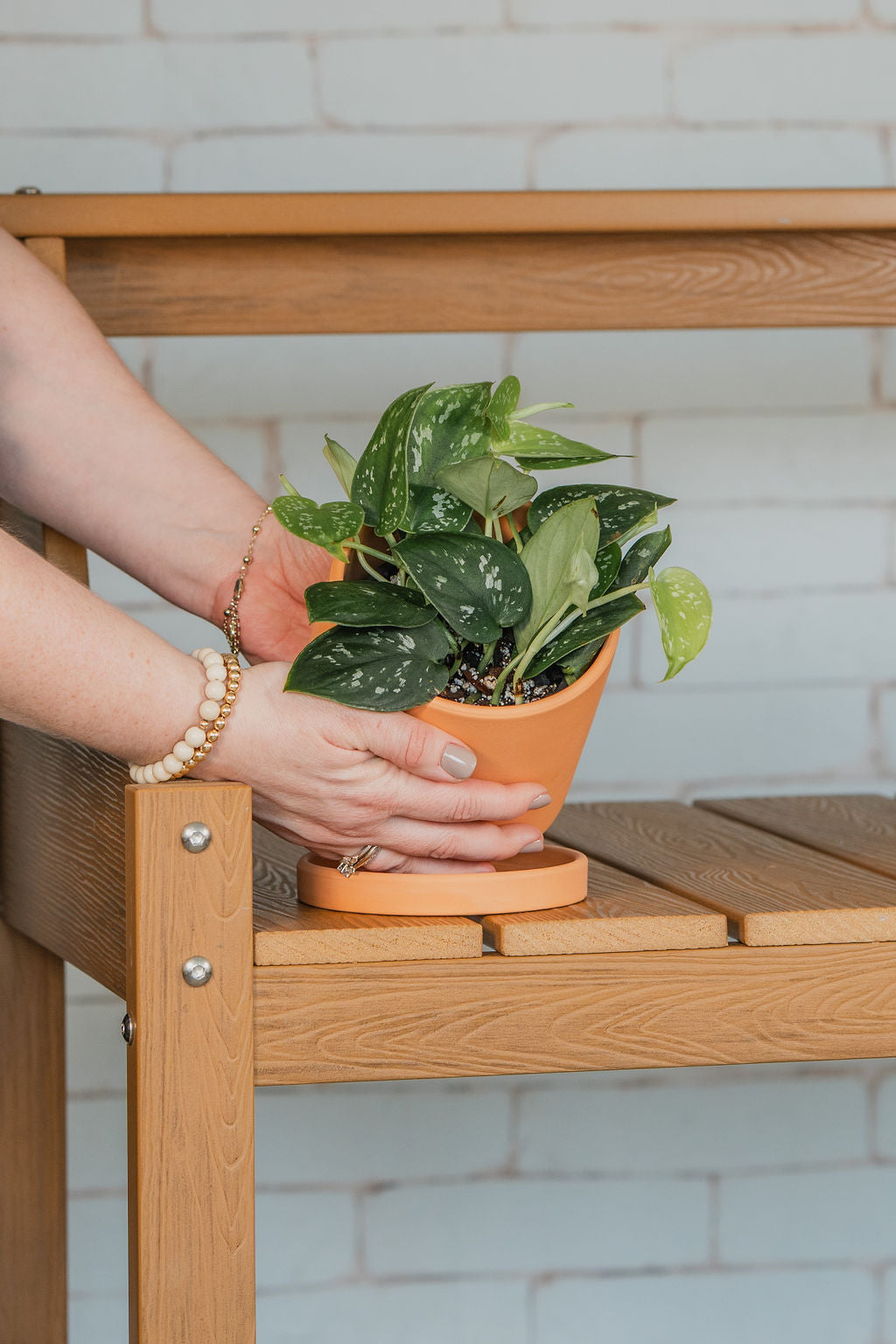 Satin Pothos