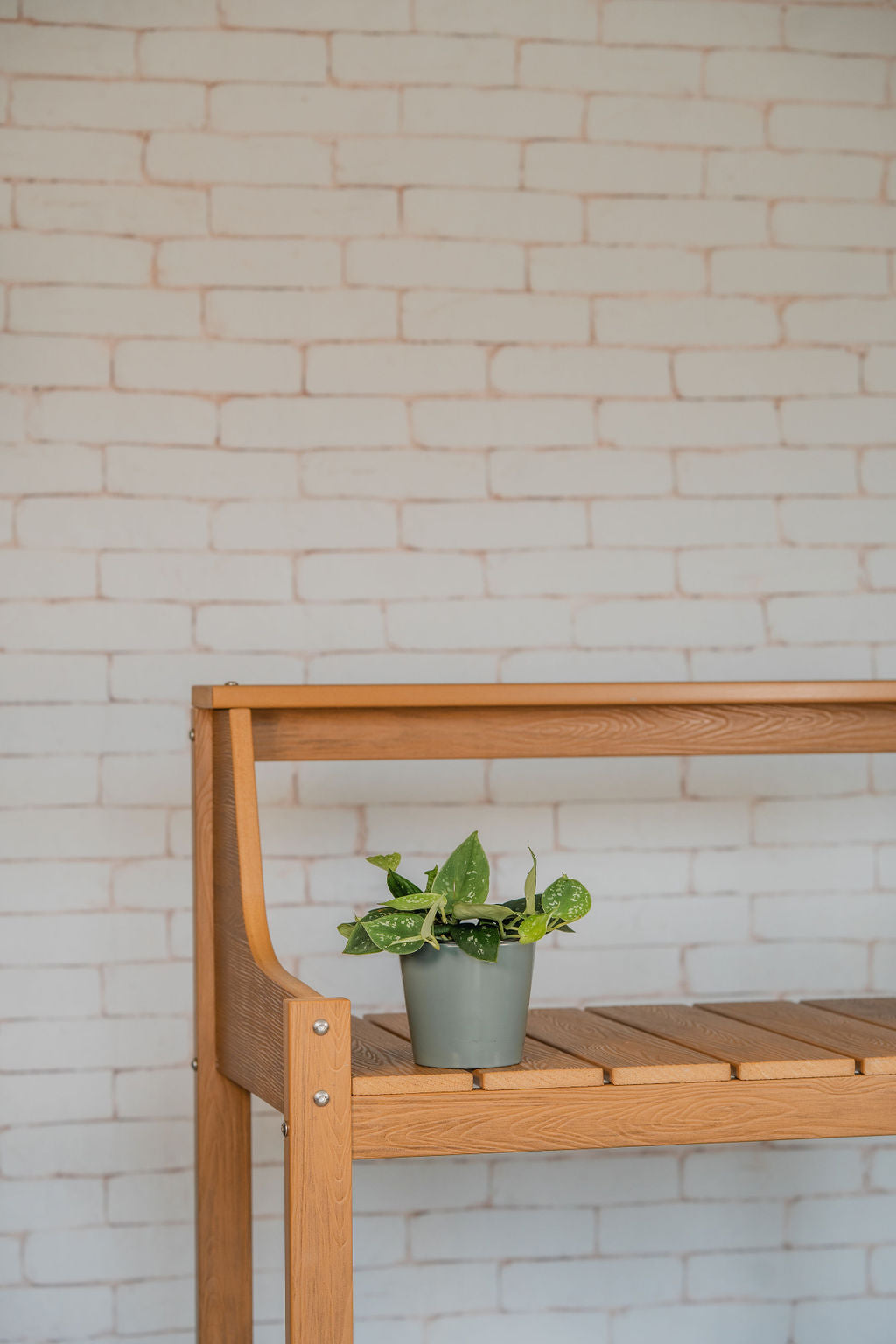 Satin Pothos