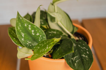 Satin Pothos
