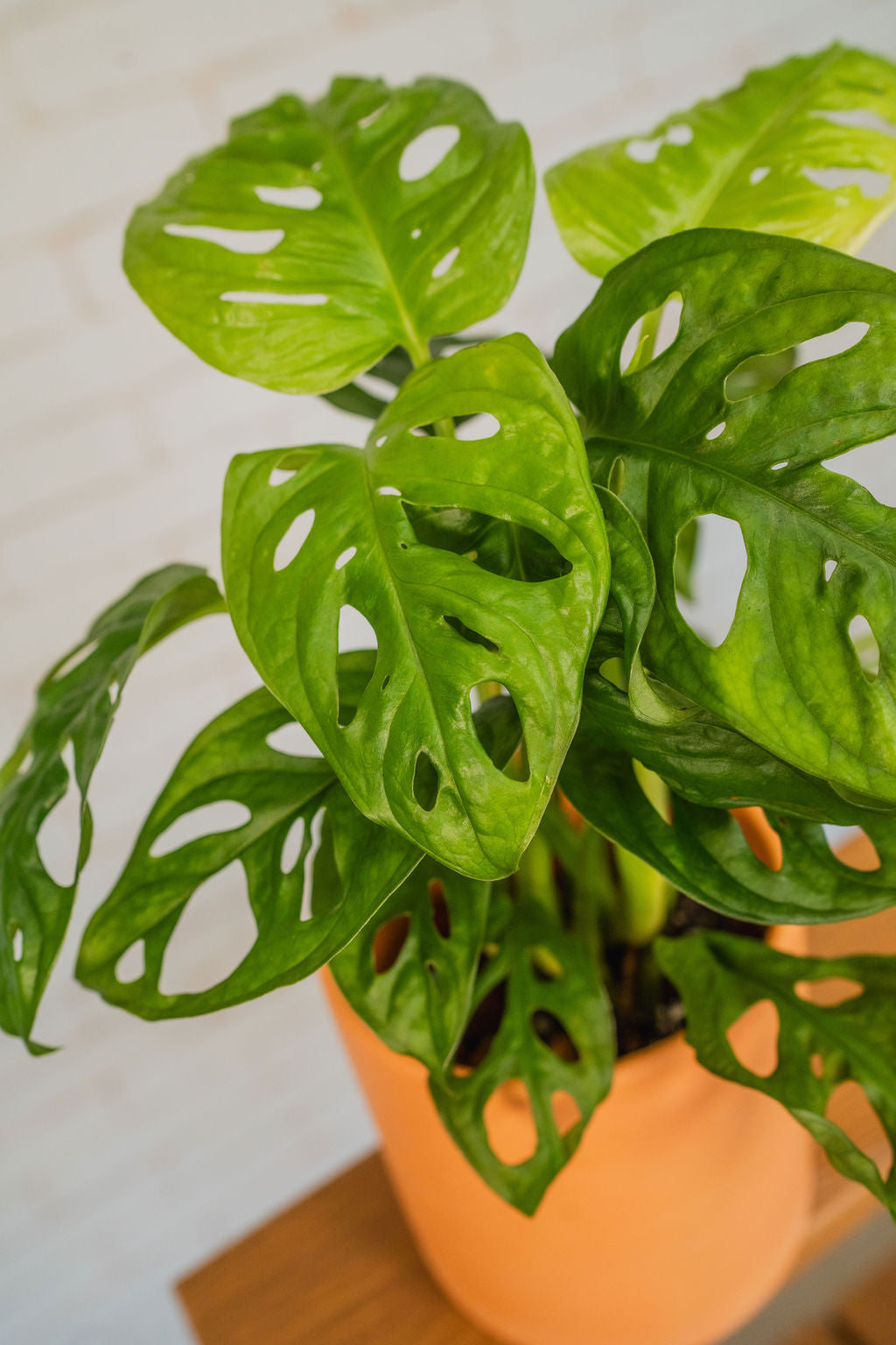 Swiss Cheese Monstera