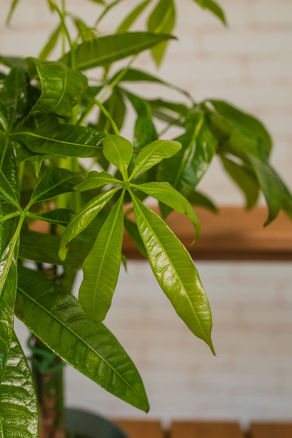 Guiana Chestnut (Money Tree)