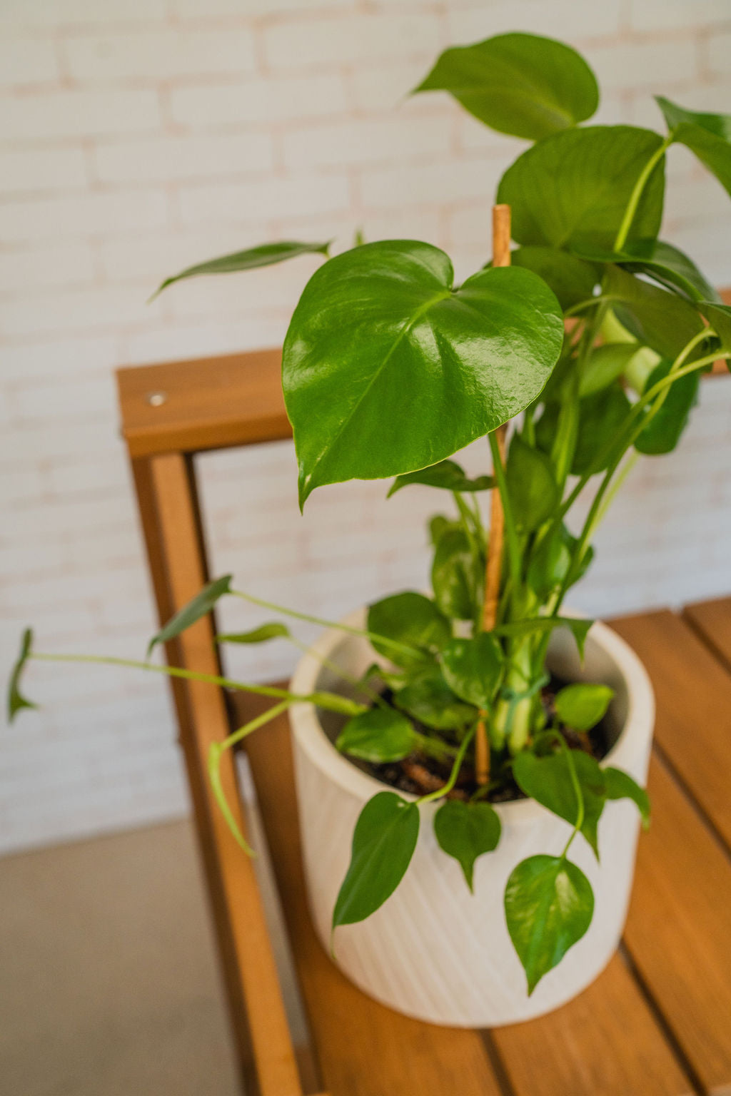 Split Leaf Monstera
